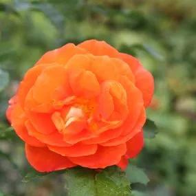 Super Trouper Floribunda Rose (Rosa Super Trouper) 3